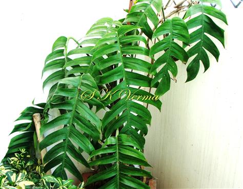  Leaves (Adult)